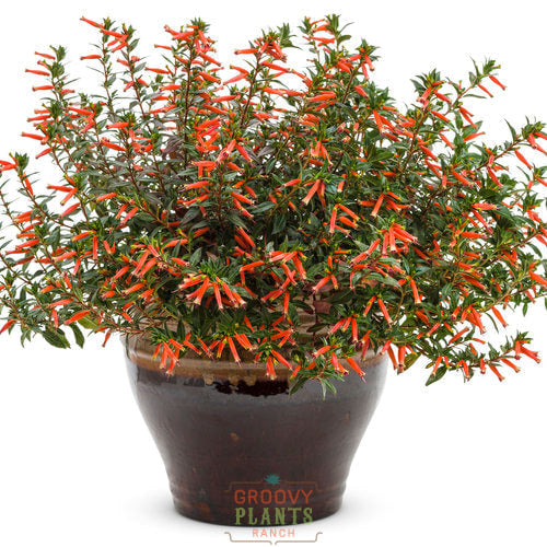 Cuphea 'Vermillionaire®' ~ Trio of 3 Hefty Plants for Preorder