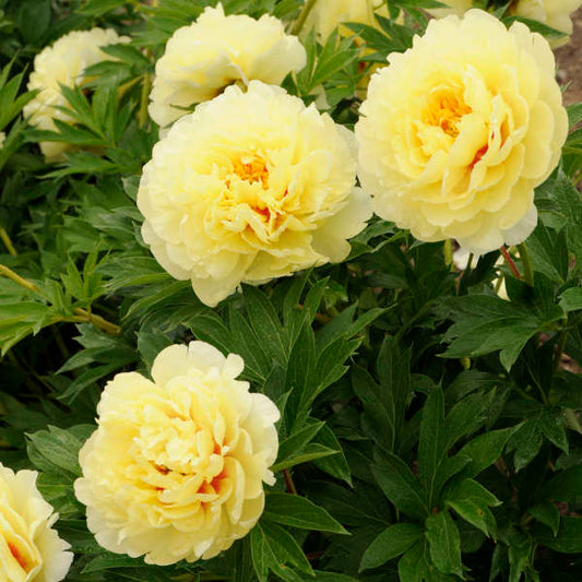 Preorder Itoh Peony 'Bartzella' | MARCH PICKUP ONLY!