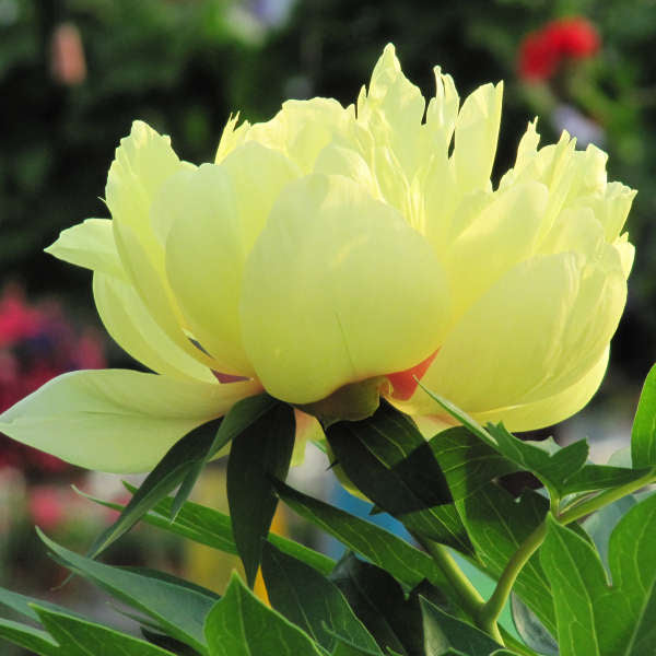 Preorder Itoh Peony 'Bartzella' | MARCH PICKUP ONLY!