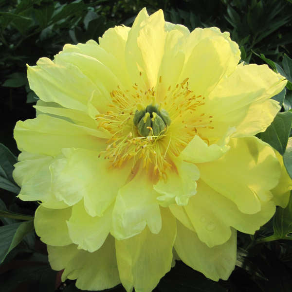 Preorder Itoh Peony 'Bartzella' | MARCH PICKUP ONLY!
