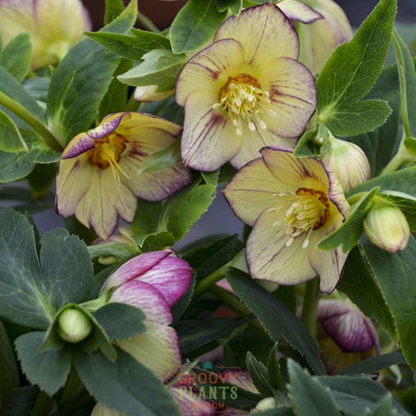 Helleborus Honeymoon® 'Tropical Sunset'