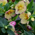 Helleborus Honeymoon® 'Tropical Sunset'