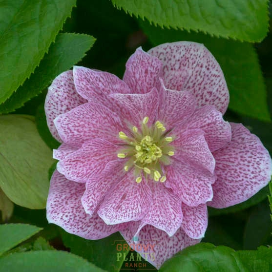 Helleborus Wedding Party® 'Wedding Crasher'