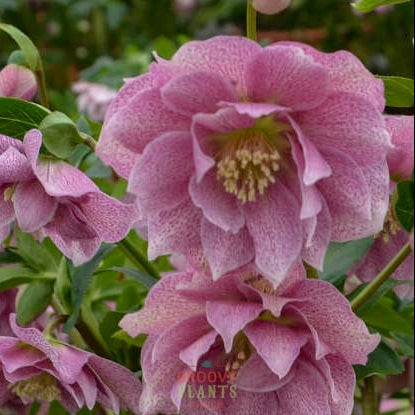 Helleborus Wedding Party® 'Wedding Crasher'