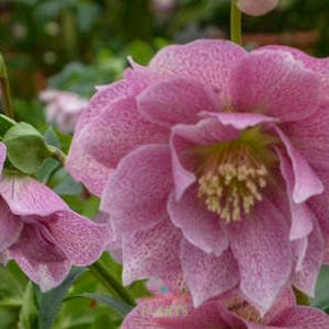 Helleborus Wedding Party® 'Wedding Crasher'