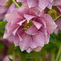 Helleborus Wedding Party® 'Wedding Crasher'