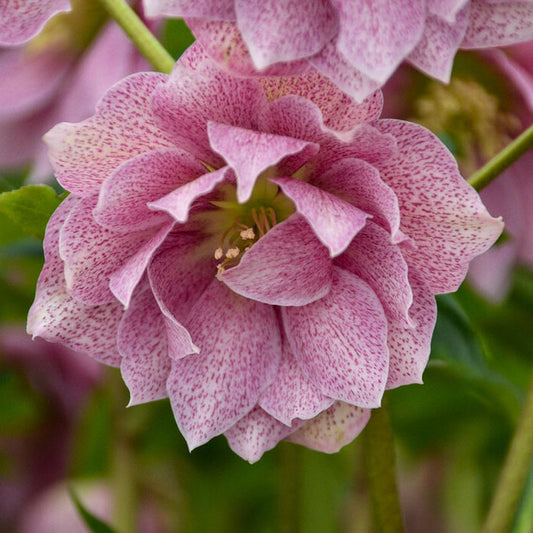 Helleborus 'Wedding Crasher'