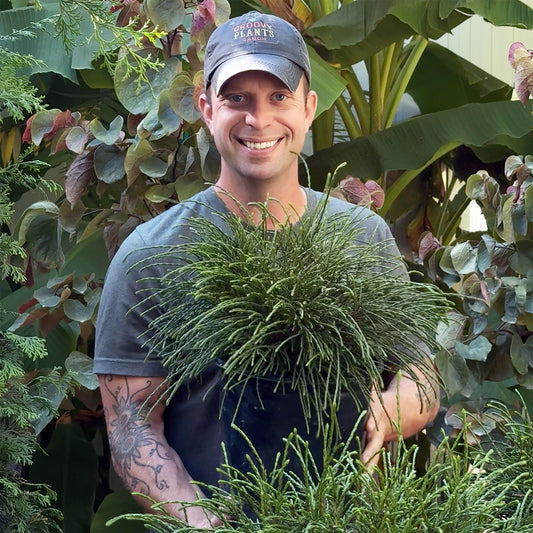 Whipcord Arborvitae - Thuja plicata 'Whipcord' | Limited Release