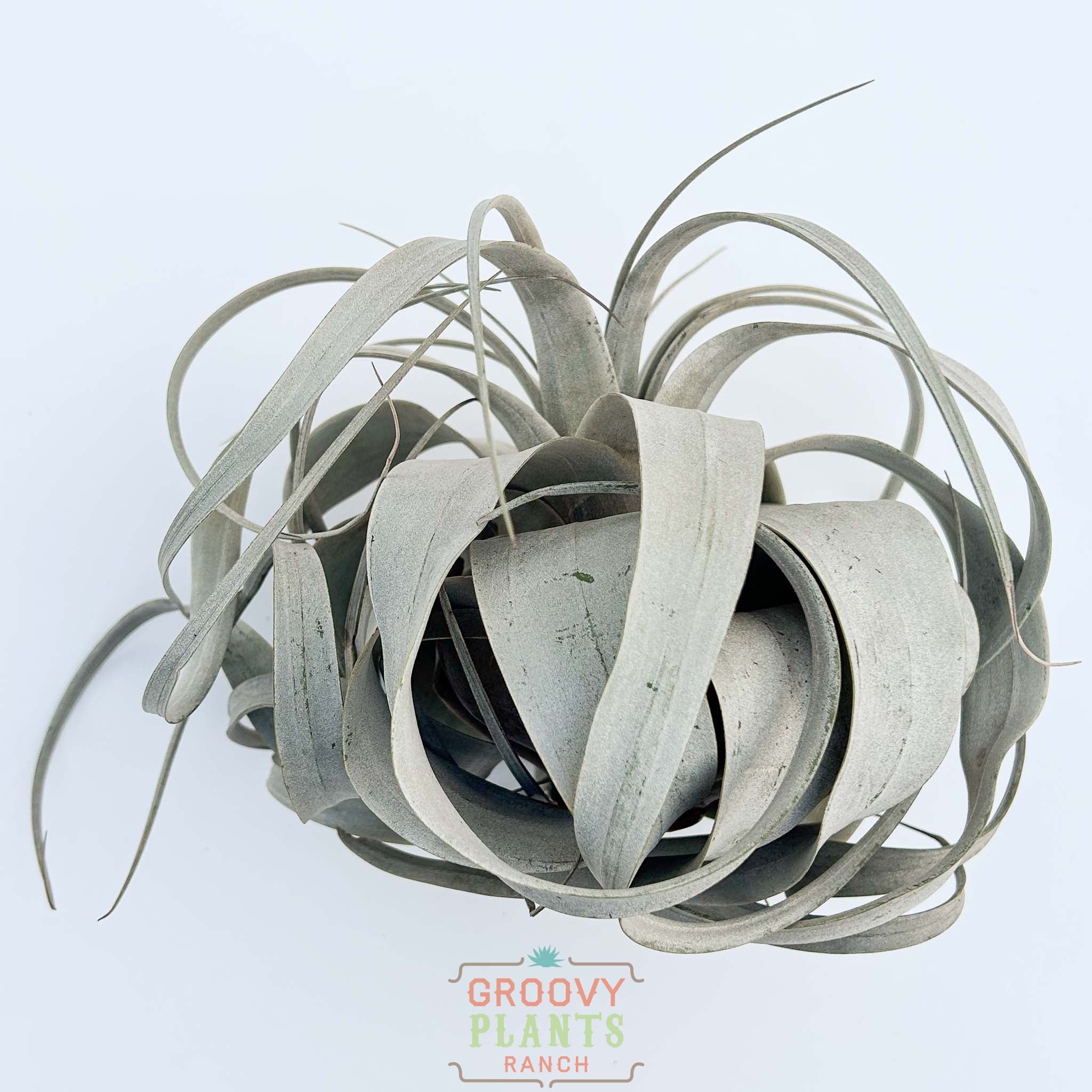 Large Tillandsia Xerographicas 8"