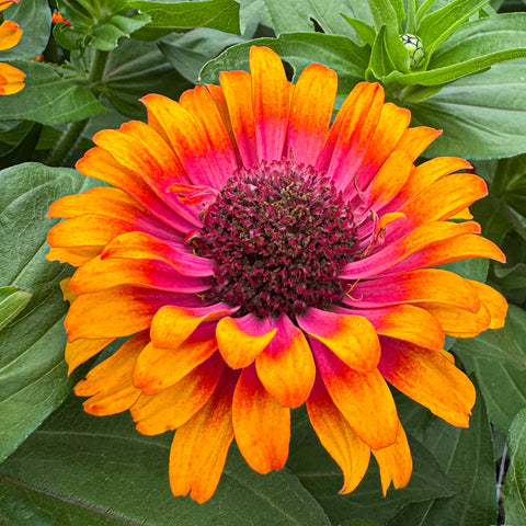 Zinnia Zowie!™ 'Yellow Flame' ~ Trio of 3 Hefty Plants for Preorder