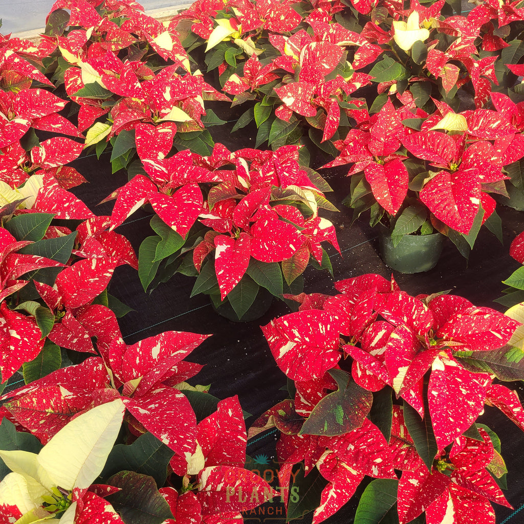 Poinsettia 'Tinsel Town' - PREORDER