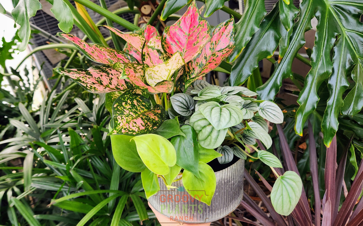 Luscious Leaves Planter Workshop l Nov 15th 3pm