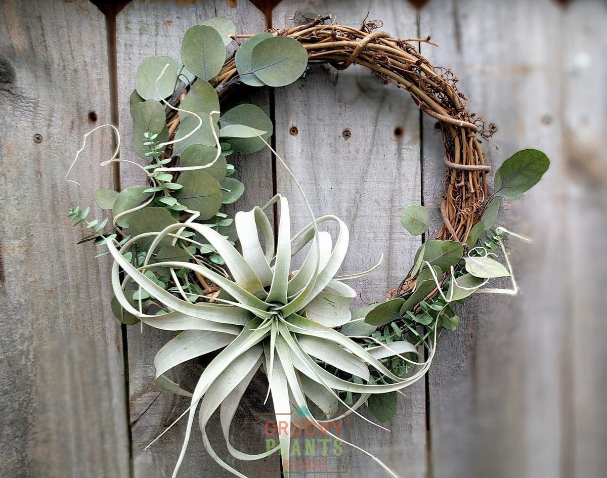 Holiday Air Plant Wreath Workshop l Nov 22nd 3pm