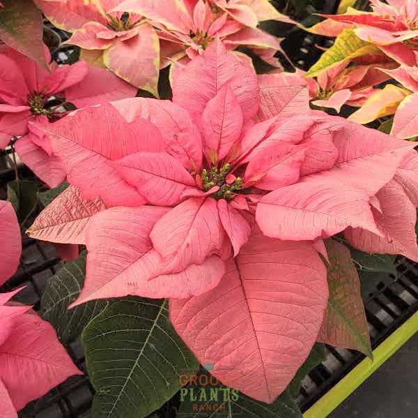 Poinsettia 'Winter Sunset' – PREORDER
