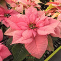 Poinsettia 'Winter Sunset' – PREORDER