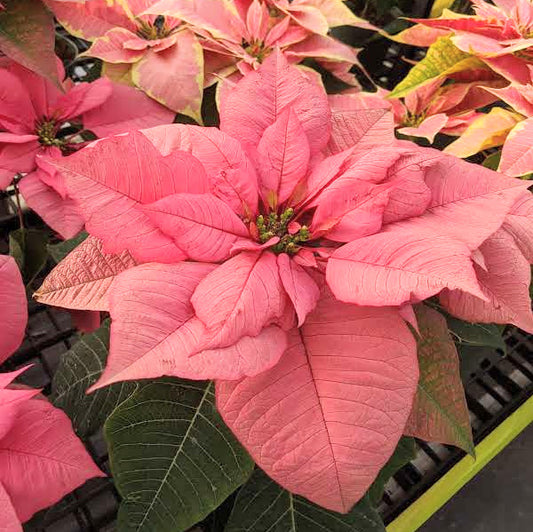 Poinsettia Winter Sunset