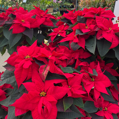 Poinsettia Peppermint Red
