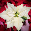 Poinsettia 'Polar Frost' - PREORDER