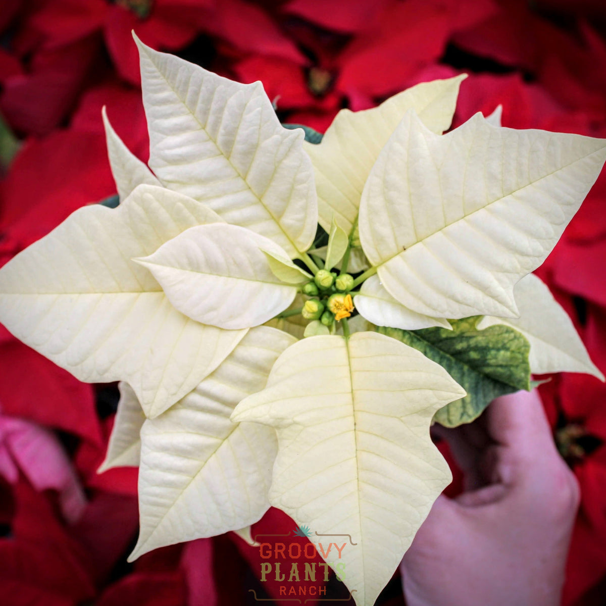 Poinsettia 'Polar Frost' - PREORDER