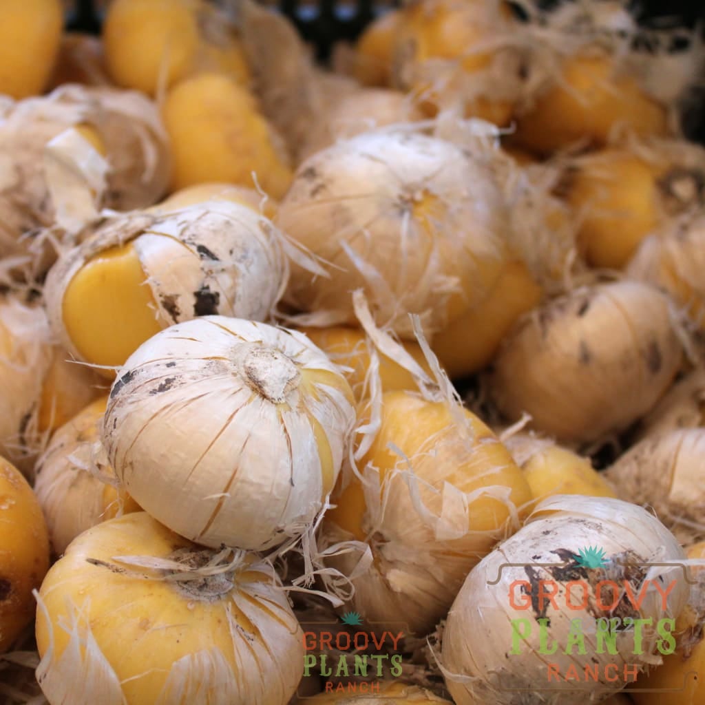 Allium Gladiator Bulb | Ornamental Onion Food Plant