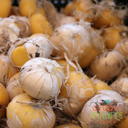 Allium Gladiator Bulb | Ornamental Onion Food Plant