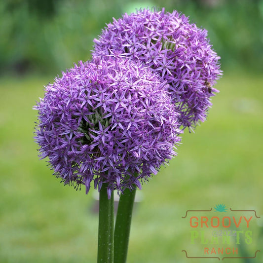 Allium 'Gladiator' Bulb | Gladiator Ornamental Onion