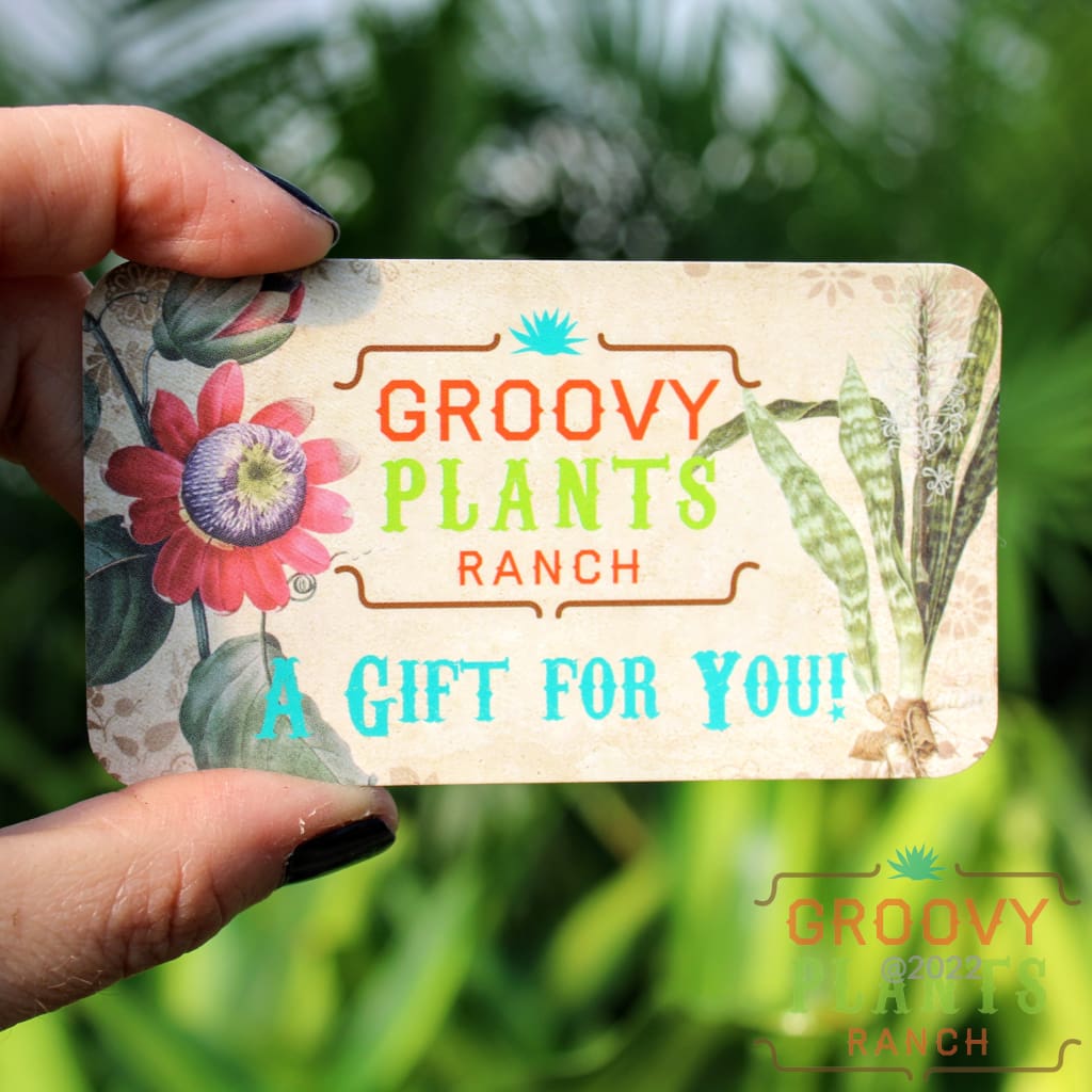 Gift Card | Gift Certificate