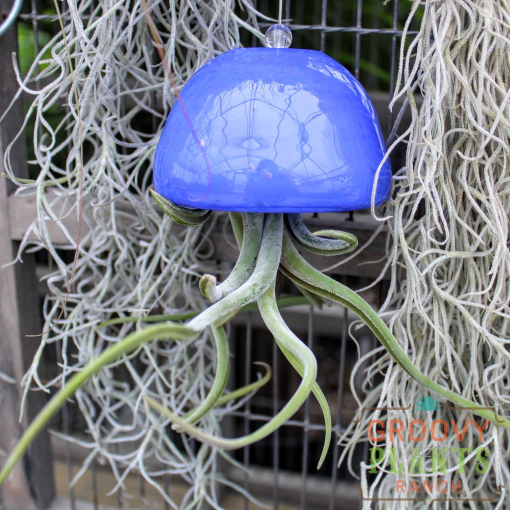 Hand Blown Art Glass Jellyfish | Air Plant Holder Accessory