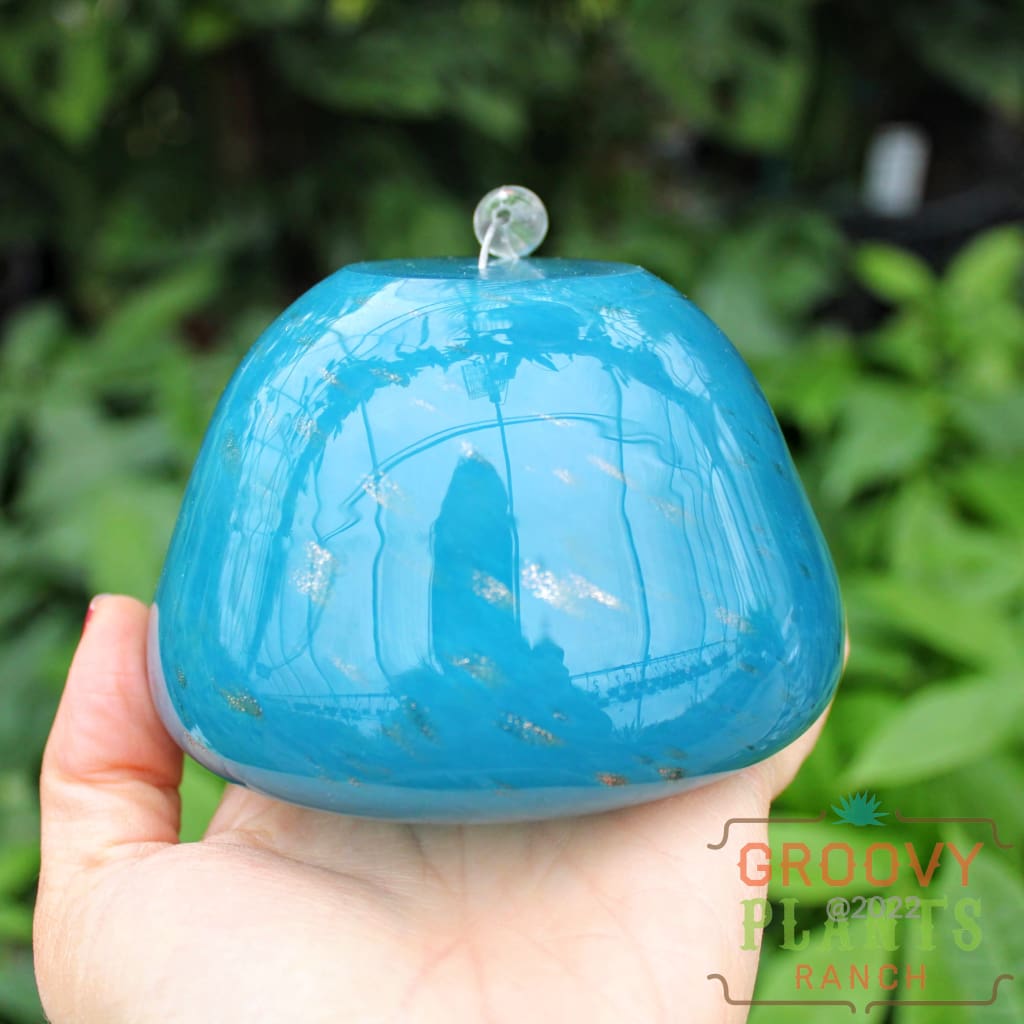 Hand Blown Art Glass Jellyfish | Air Plant Holder Teal Blue Accessory
