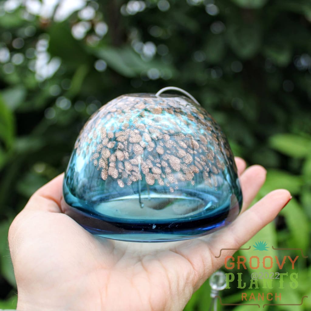 Hand Blown Art Glass Jellyfish | Air Plant Holder Translucent Sparkle Green Accessory