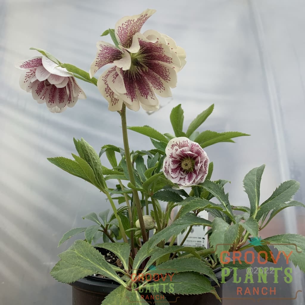 Helleborus | Wedding Party Confetti Cake