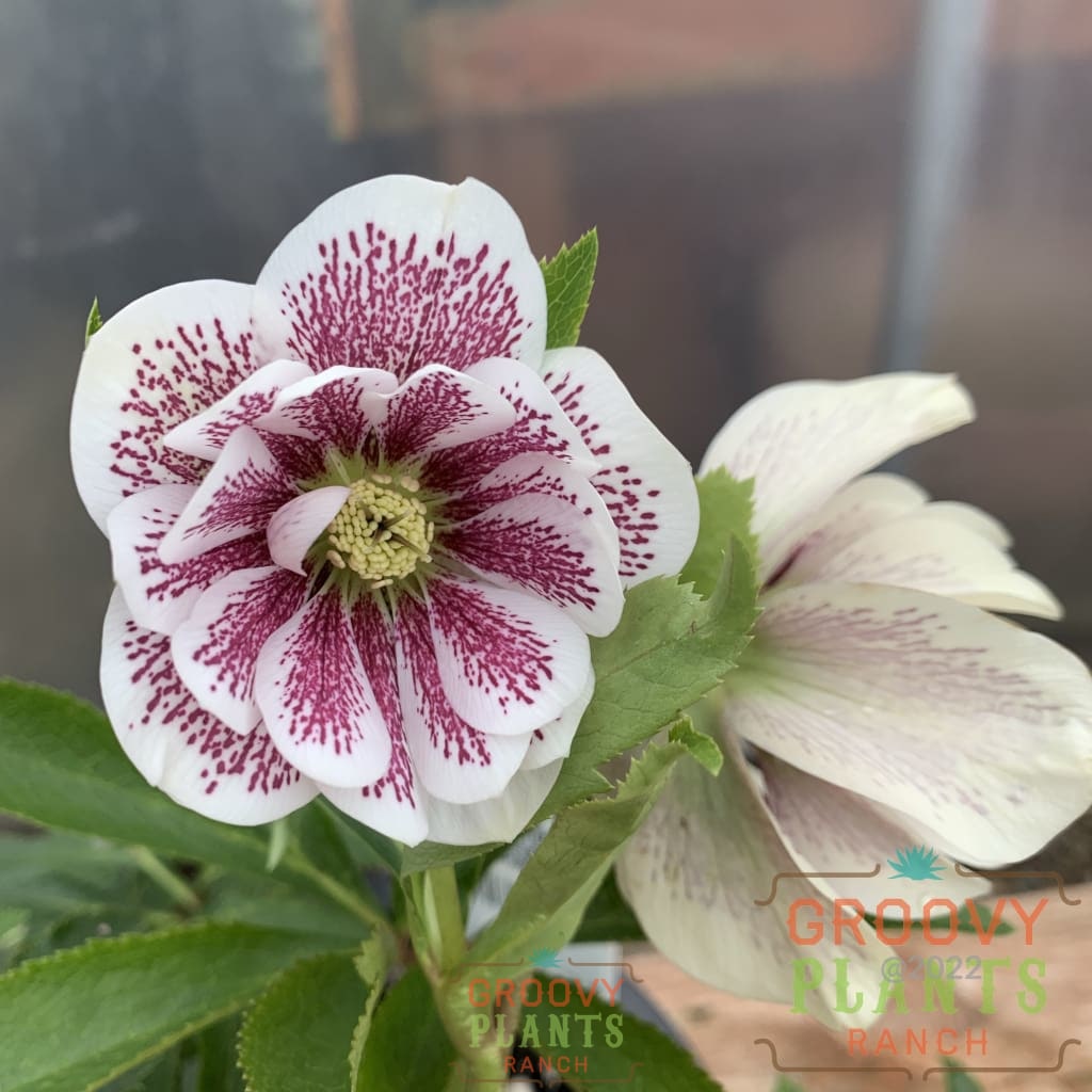 Helleborus | Wedding Party Confetti Cake