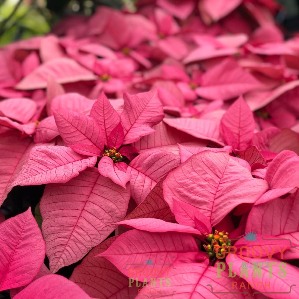 Preorder Poinsettia Pink
