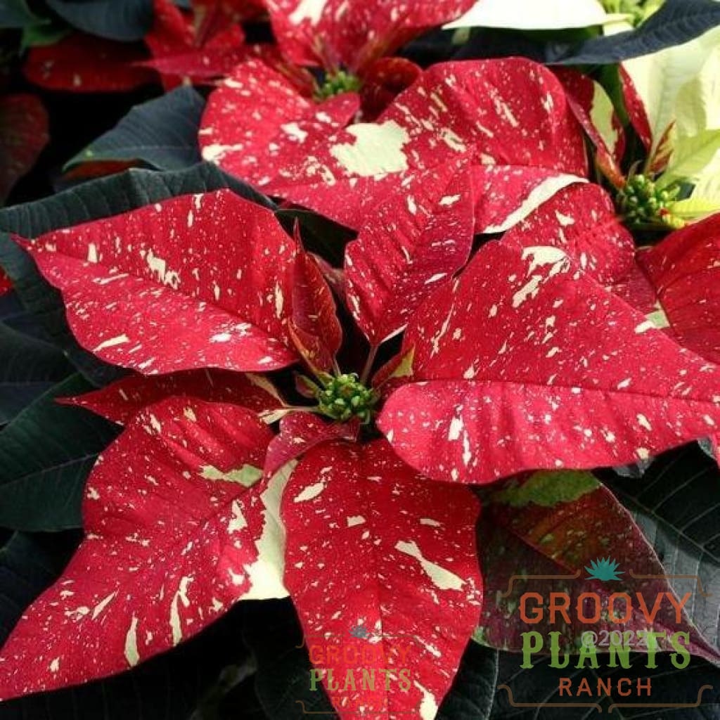 Preorder Poinsettia Red Glitter