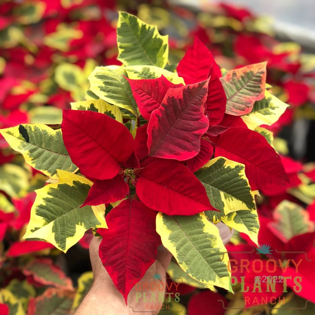 Preorder Poinsettia Tapestry