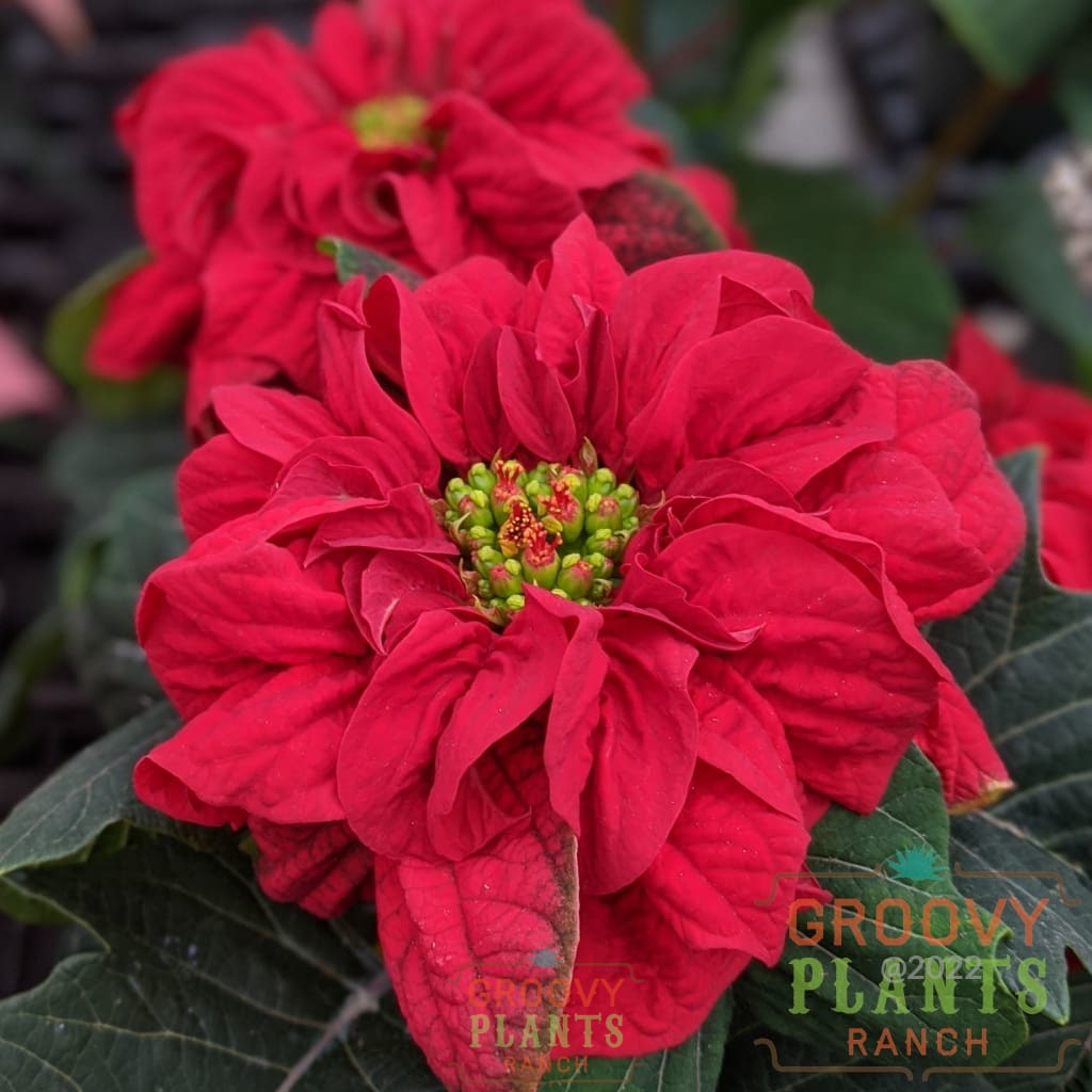 Preorder Poinsettia – The Groovy Plants Ranch LLC