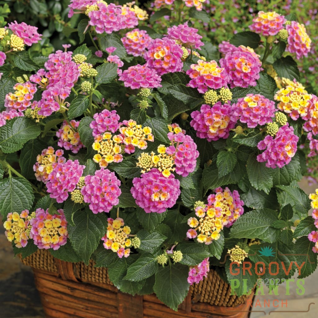 Lantana Bandana Pink