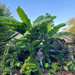 Musa basjoo | Japanese Banana | Cold-Hardy Banana Tree